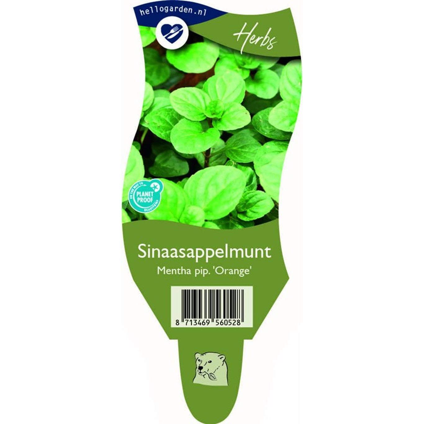 Pepparmynta – Mentha piperita 'Orange' - P11